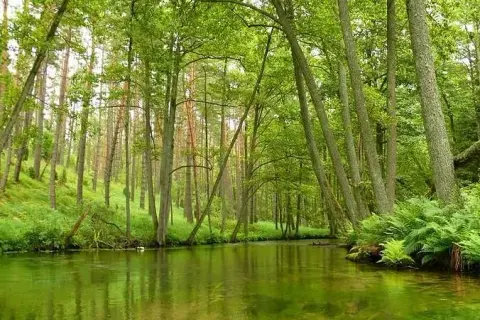 Spływ kajakowy Marózka - idealna przygoda wśród natury i spokoju